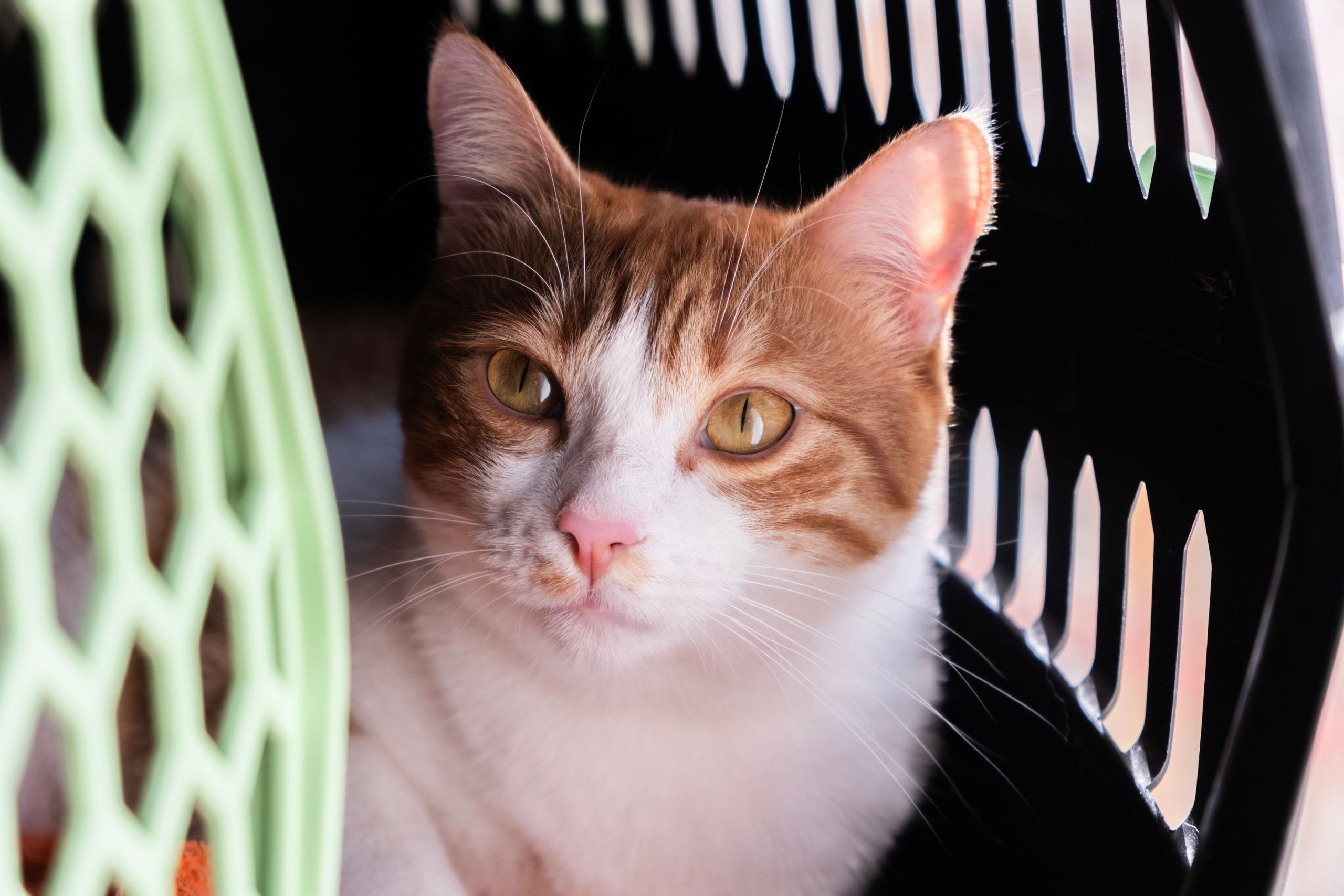 A cat sitting inside an open plastic crate