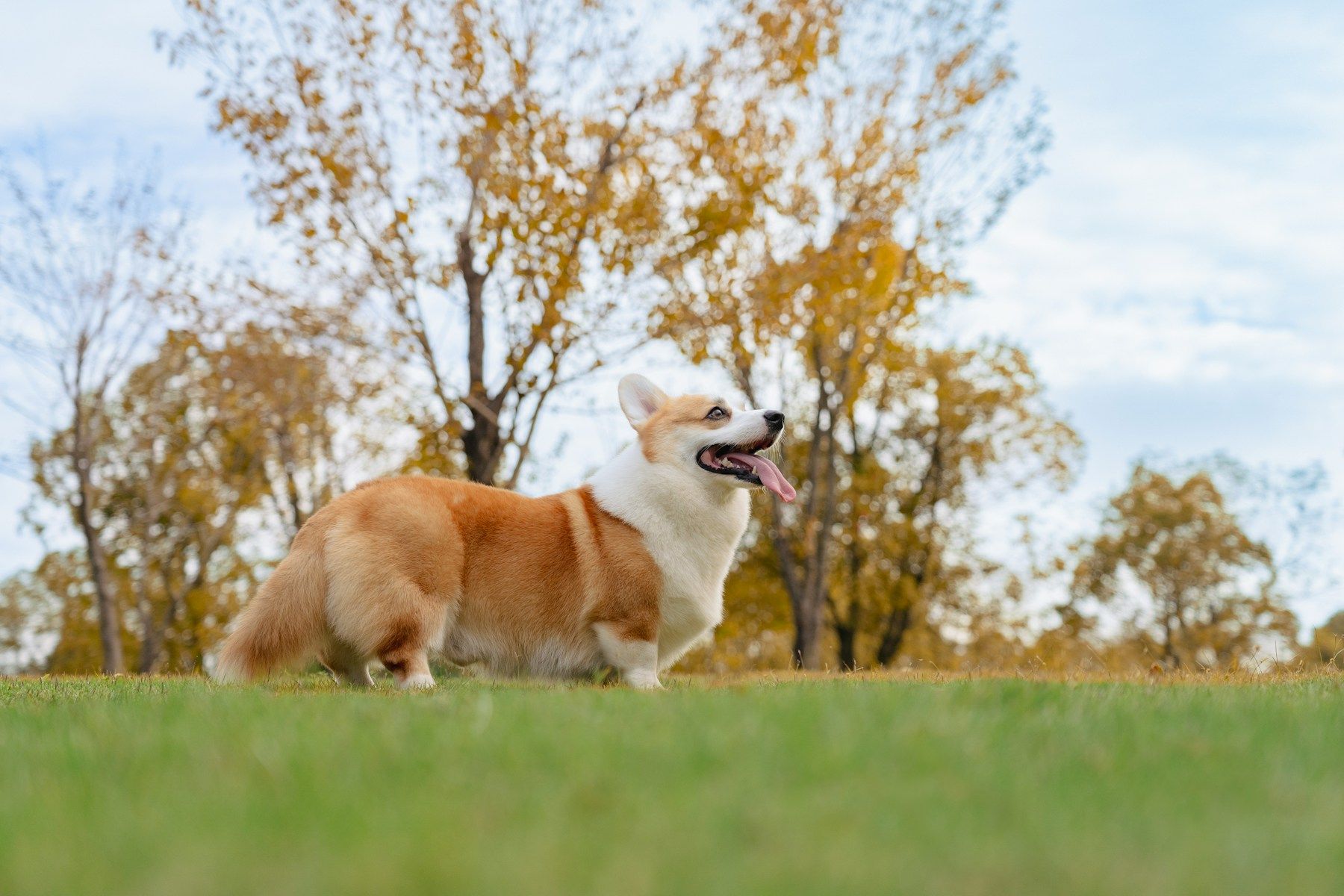 A medium sized dog standing side on