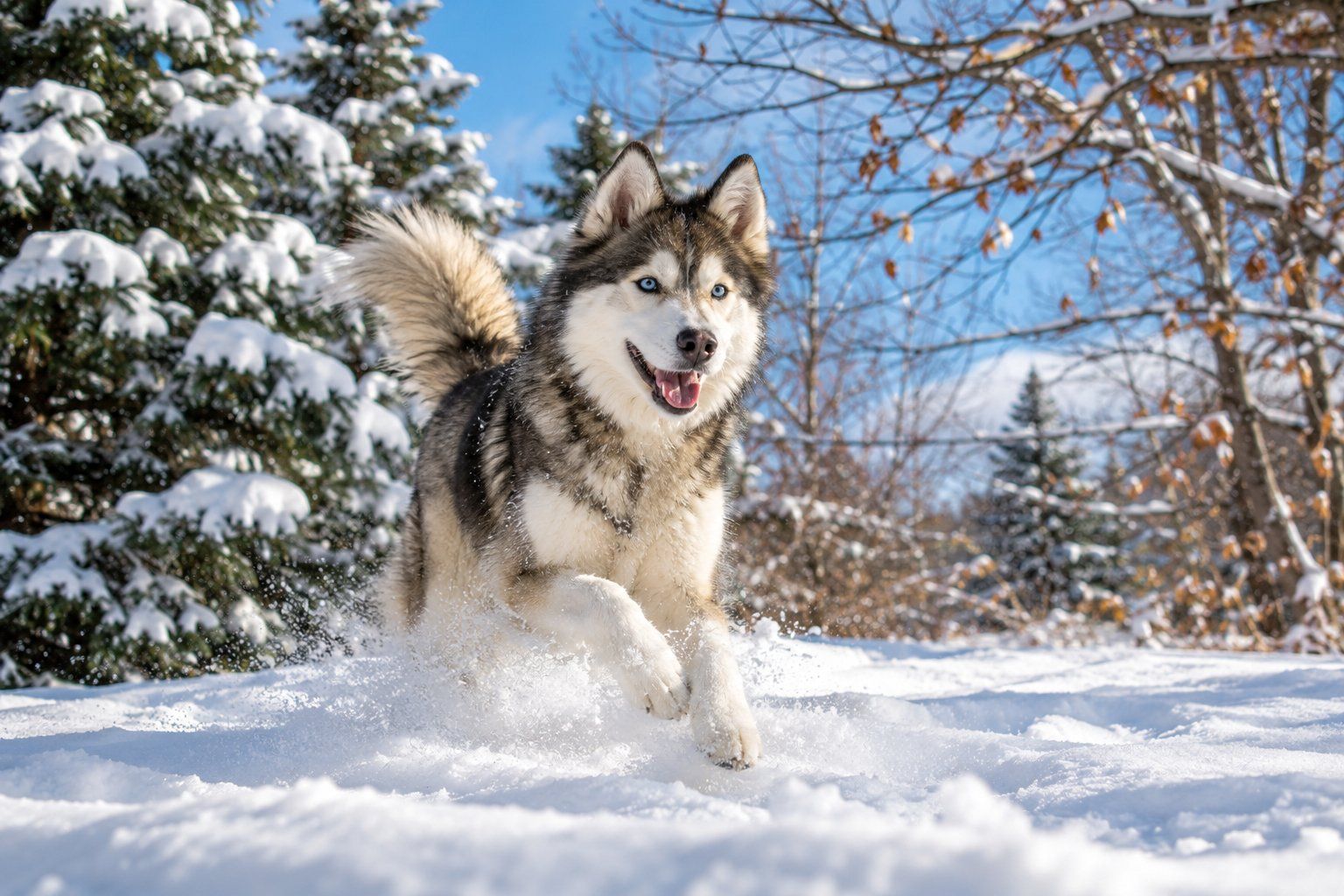 A dog playing in winter snow
